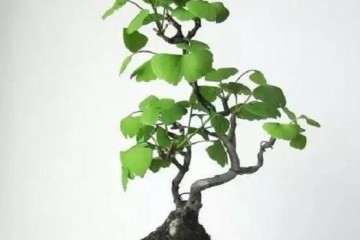 银杏盆景发芽后怎样嫁接的方法