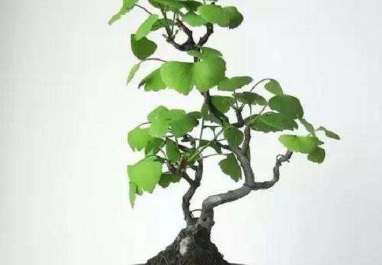 银杏盆景发芽后怎样嫁接的方法