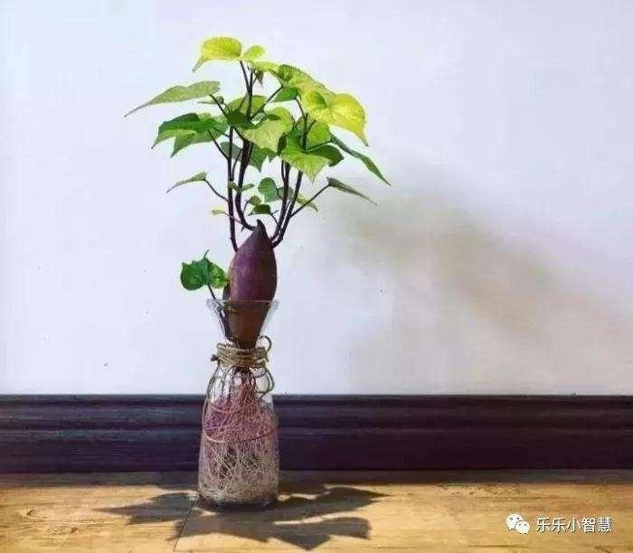 怎样制作地瓜盆景的4个方法