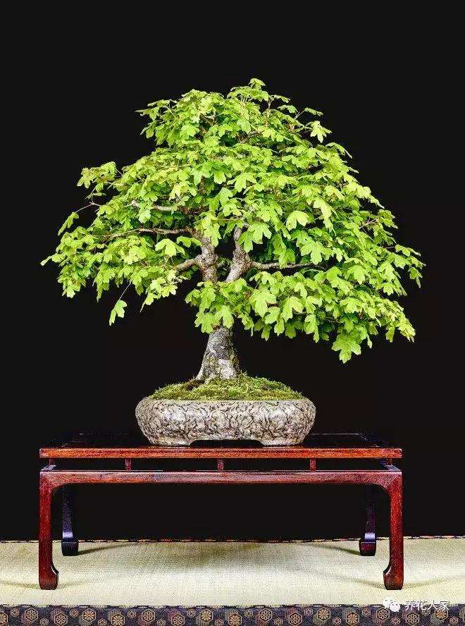 盆景植物出现黄叶 烂根 落花落果现象