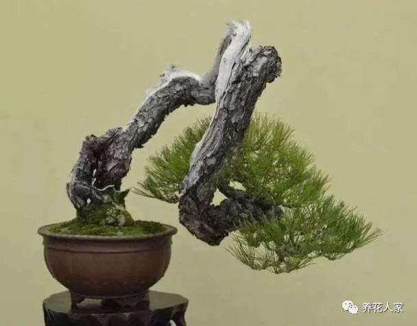 盆景植物出现黄叶 烂根 落花落果现象