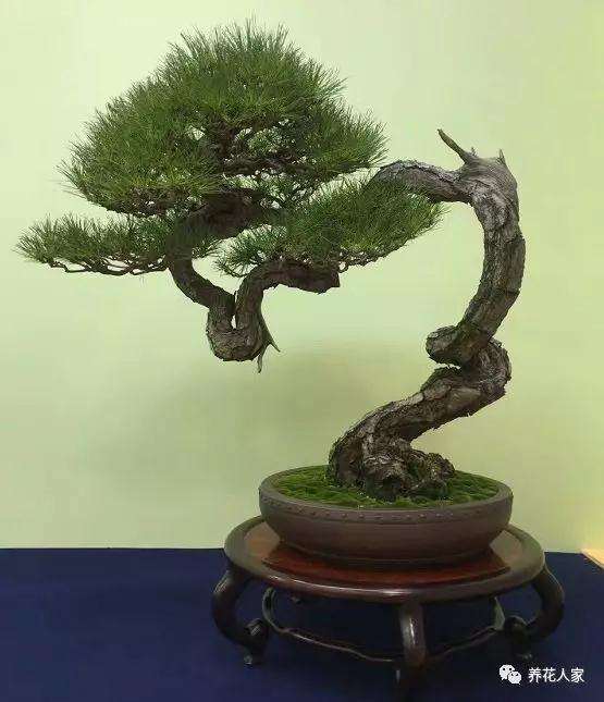 盆景植物出现黄叶 烂根 落花落果现象