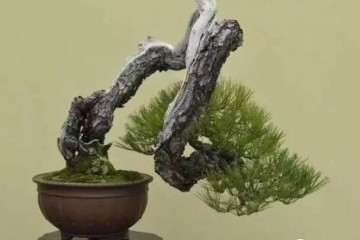 盆景植物出现黄叶 烂根 落花落果现象