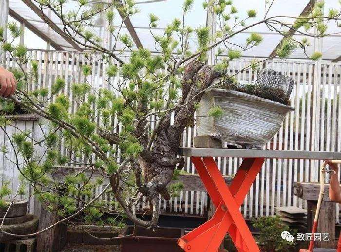 图解 五叶松盆景设计造型的过程