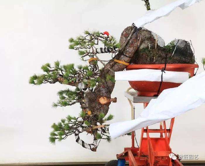 图解 五叶松盆景设计造型的过程