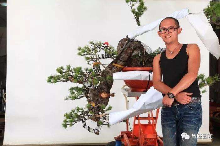 图解 五叶松盆景设计造型的过程