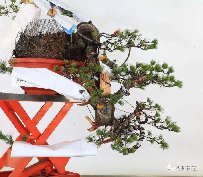 图解 五叶松盆景设计造型的过程