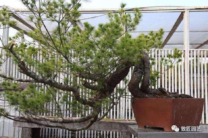 图解 五叶松盆景设计造型的过程