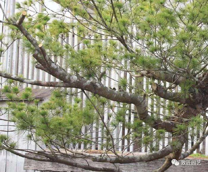 图解 五叶松盆景设计造型的过程