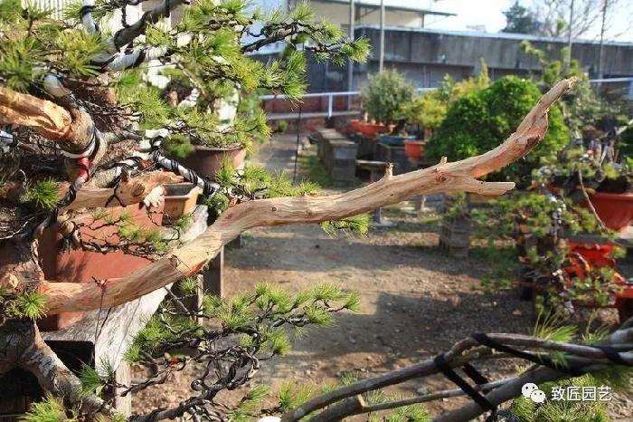 图解 五叶松盆景设计造型的过程