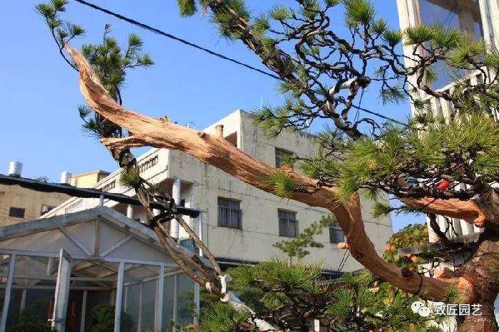 图解 五叶松盆景设计造型的过程