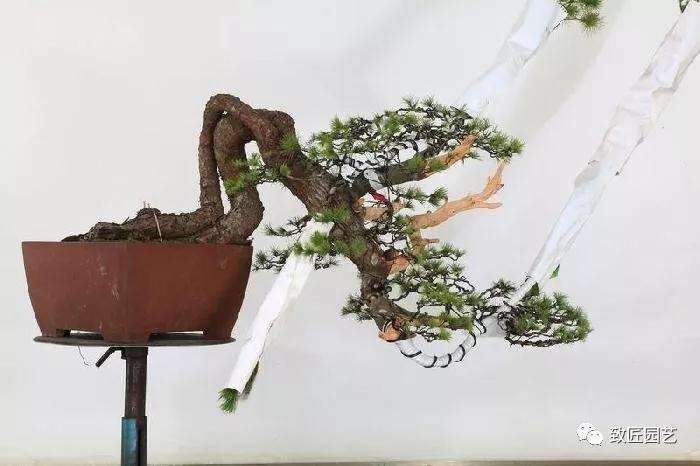 图解 五叶松盆景设计造型的过程