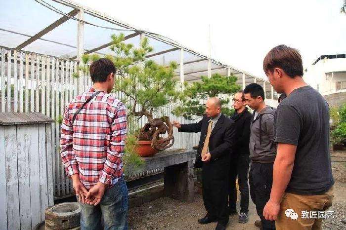 图解 五叶松盆景设计造型的过程