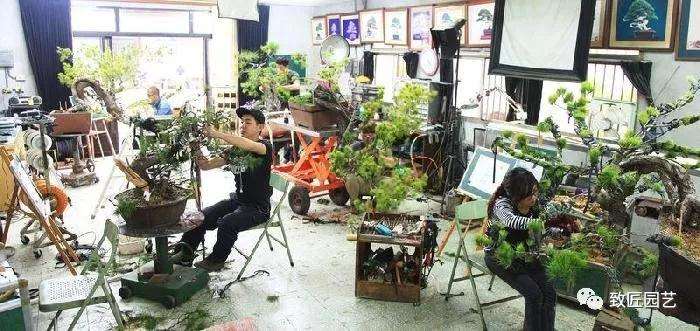 图解 五叶松盆景设计造型的过程