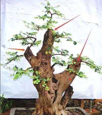 图解 榆树盆景怎样留枝蓄枝的方法