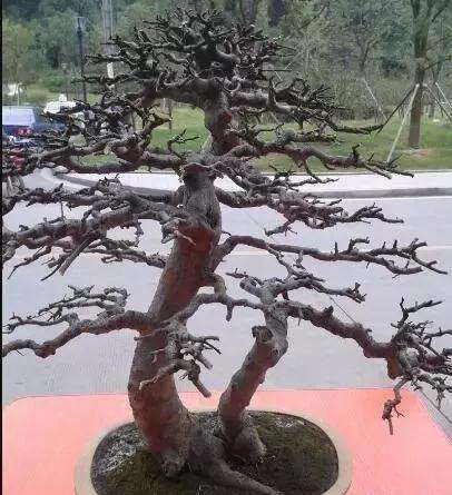 图解 榆树盆景怎样留枝蓄枝的方法