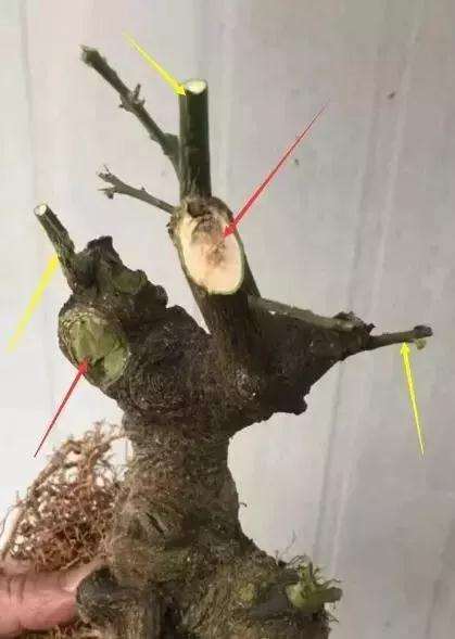图解 榆树盆景怎样留枝蓄枝的方法