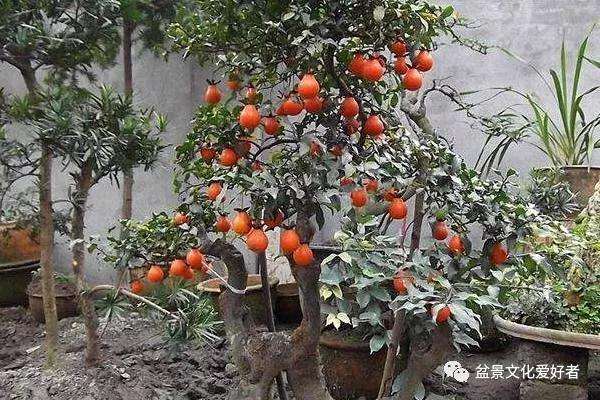 金弹子盆景想要开花结果