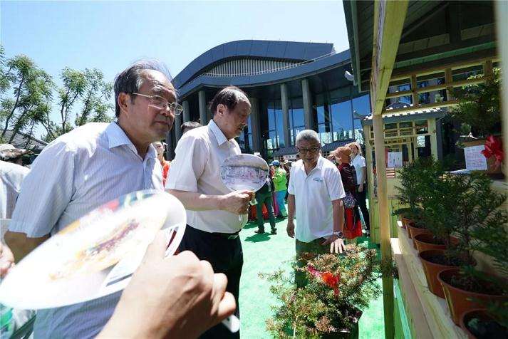 东北红豆杉盆景为北京世园会增色