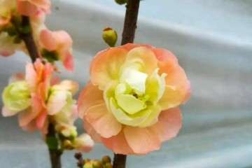 海棠盆景桩头出现烂根 怎么防治