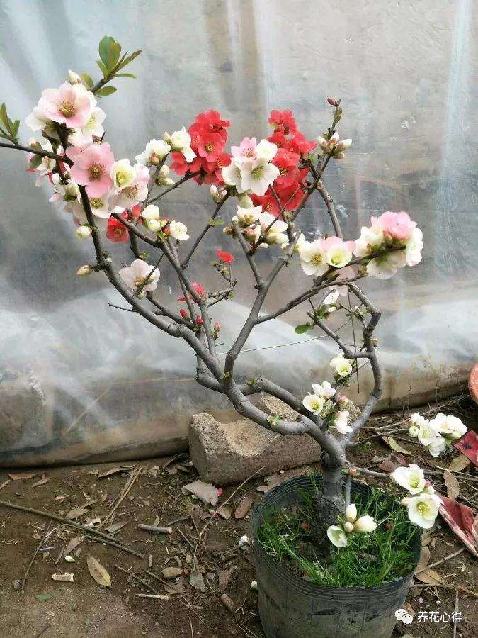 海棠树盆景桩头叶子发黄