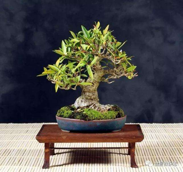 树桩盆景怎样摘叶