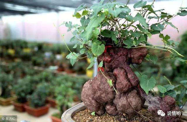 何首乌怎样做成老桩盆景的方法