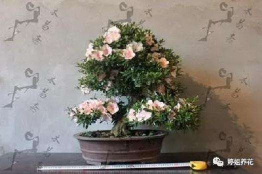 怎样制作夏鹃盆景的3个方法