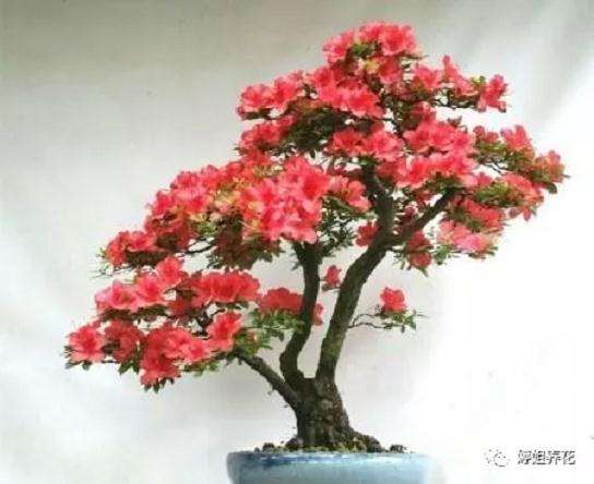 夏鹃盆景怎样浇水养护的方法