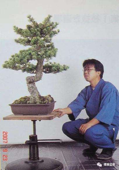 图解 一棵五针松盆景怎么制作的21个过程