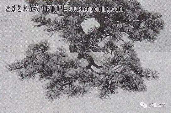 图解 一棵五针松盆景怎么制作的21个过程