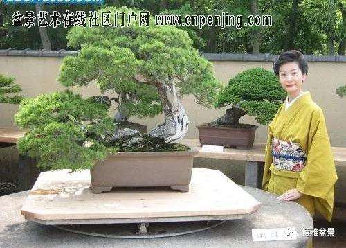 图解 一棵五针松盆景怎么制作的21个过程