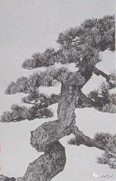 图解 一棵五针松盆景怎么制作的21个过程