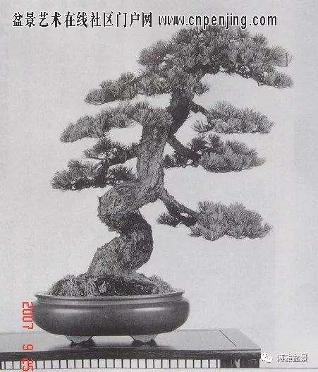 图解 一棵五针松盆景怎么制作的21个过程