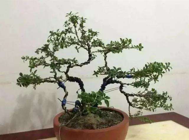 盆景扎丝怎么选择