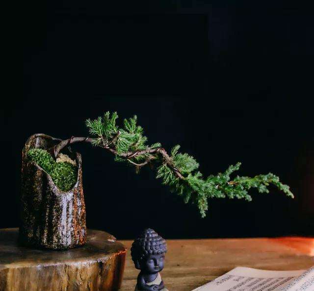 图解 怎样用金属丝制作悬崖型盆景的方法