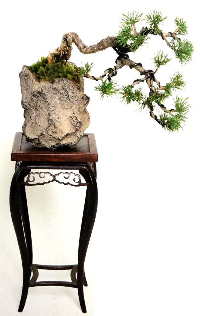 图解 怎样用金属丝制作悬崖型盆景的方法