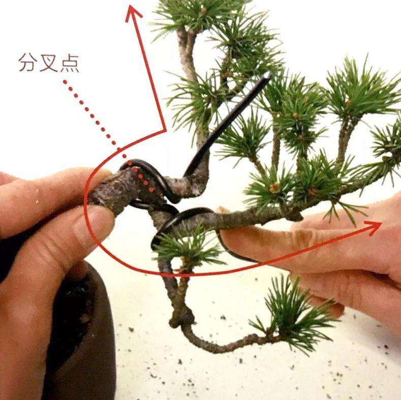 图解 怎样用金属丝制作悬崖型盆景的方法