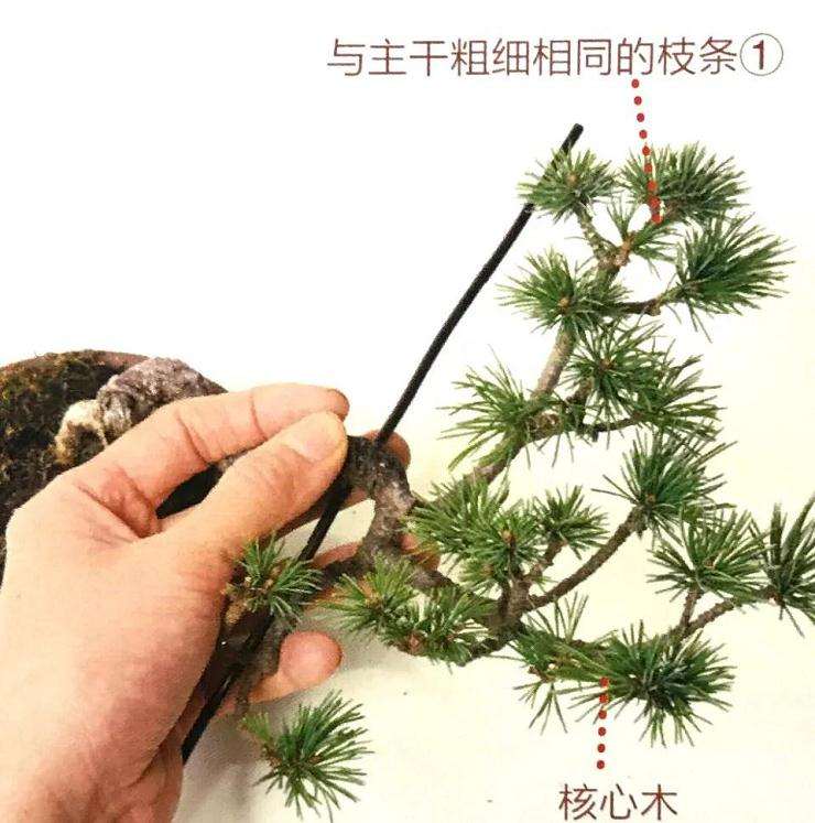 图解 怎样用金属丝制作悬崖型盆景的方法