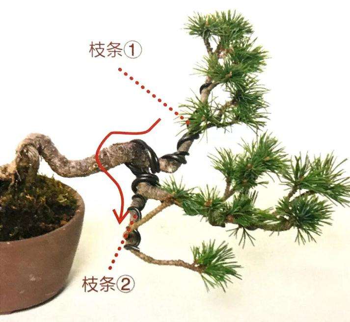 图解 怎样用金属丝制作悬崖型盆景的方法