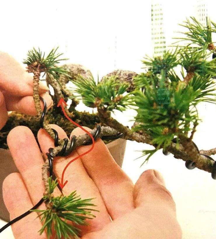 图解 怎样用金属丝制作悬崖型盆景的方法