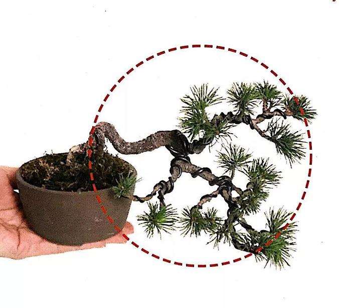 图解 怎样用金属丝制作悬崖型盆景的方法