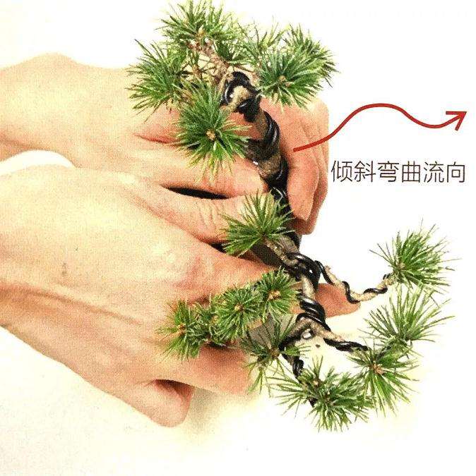 图解 怎样用金属丝制作悬崖型盆景的方法