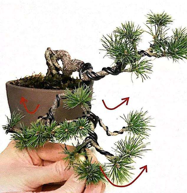 图解 怎样用金属丝制作悬崖型盆景的方法