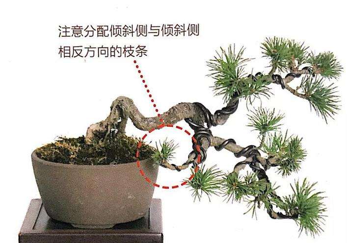 图解 怎样用金属丝制作悬崖型盆景的方法