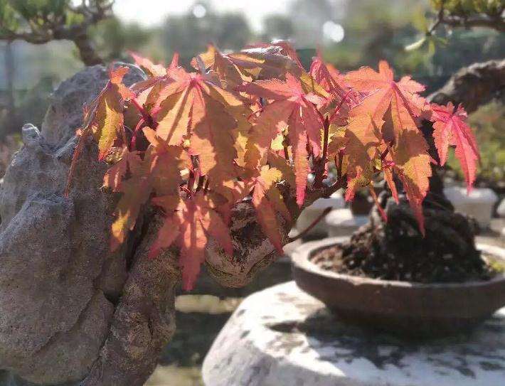 微型盆景怎样施肥的8个方法