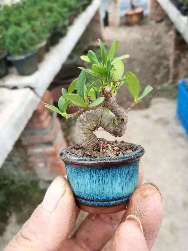 微型盆景的土太少 怎样补充肥料才最有效？