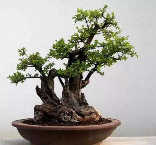 什么树桩做盆景最好的3个方法