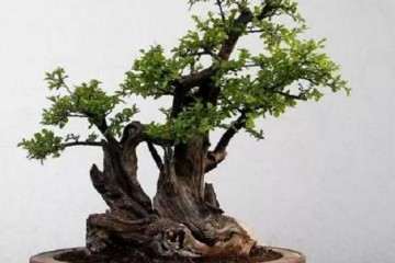 什么树桩做盆景最好的3个方法 图片