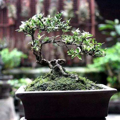 六月雪盆景怎样浇水施肥的方法